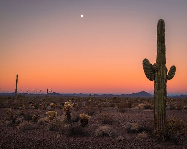 Jaynes Gallery 아티스트의 USA-Arizona-Kofa National Wildlife Area-Mountain and desert landscape at sunset작품입니다.